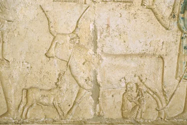 Antigo Egito, Escultura mural, Túmulo de Petosiris, Tuna el Gebel, 300 a.C., Bovino a ordenhar (foto)
