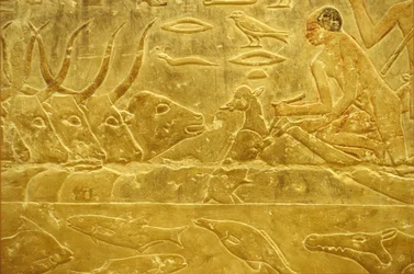 Antigo Egipto, Entalhe/pintura mural, Mastaba/Túmulo de Idout, Saqqara, 6ª Dinastia, Gado a atravessar um rio, Homem a ajudar um vitelo a atravessar um rio, Mãe a observar (foto)