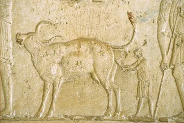 Antigo Egipto, Escultura/Pintura mural, Túmulo de Petosiris, Tuna Gabel, Tuna el Gebel, 300 a.C., Ajudar uma vaca a dar à luz (foto)