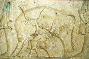 Antigo Egito, Escultura/pintura mural, Túmulo de Petosiris, Tuna Gabel, Tuna el Gebel, 300 a.C., Um vitelo a tentar mamar (foto)