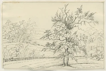 Cannock Chase: desenho a lápis e caneta, nd [?19 cent] (desenho)