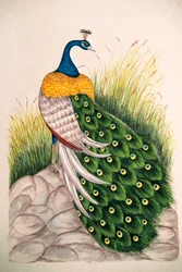 Pintura em miniatura sobre seda: pavão