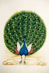 Pintura em miniatura sobre seda Pavão