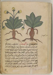Or 3366 f.144v As mandrágoras macho e fêmea, do «Kitab Disquridis» de Pedanius Dioscorides, em 735