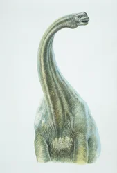 Brontossauro, período Jurássico (cor litho)