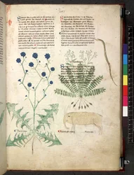 Egerton 747 Tractatus de herbis (Herbal) c.1280-1310 (tinta e cor sobre o velo)