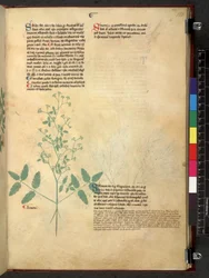 Egerton 747 Tractatus de herbis (Herbal) c.1280-1310 (tinta e cor sobre o velo)