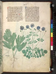 Egerton 747 Tractatus de herbis (Herbal) c.1280-1310 (tinta e cor sobre o velo)