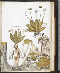 Harley MS 3736 f.59r Uma mandrágora a ser arrancada por um cão, de "Herbal com tratados sobre alimentos, venenos e remédios, e as propriedades das pedras" por Giovanni Cadamosto (tinta e cor sobre o velo)
