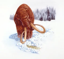 Mamute em busca de alimentos na neve, período Plioceno/Pleistoceno (cor litho)