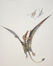 Rhamphorhynchoid, período Jurássico (cor litho)