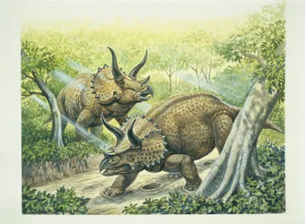 Triceratops horridus, período Cretáceo (cor litho)
