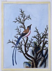 Bird - Impressão japonesa