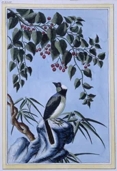 Bird - Impressão japonesa