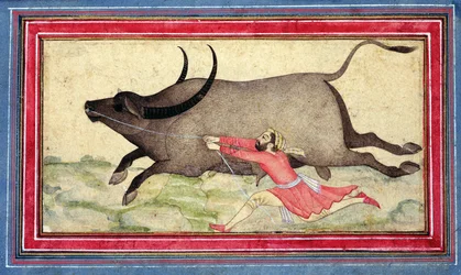 Runaway Buffalo, Johnson Album XIV, nº 11, verso, c.1700 (desenho colorido na folha do álbum)