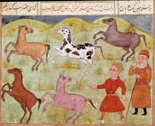 Arte islâmica: um senhor e o seu jovem camponês capturam cavalos selvagens com um laço. Miniatura persa de um manuscrito do poema épico «Shahnameh» (Shah Nama, Shahnama) (Livro dos Reis) de Ferdusi (Firdawsi, ou Ferdawsi, ou Firdousi, ca. 940 até cerca de