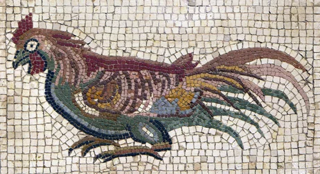 Galo multicolorido do chão de uma villa romana na Tunísia (mosaico)