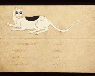 Folha de um manuscrito sobre gatos siameses, início do século XX (aguarela sobre papel)