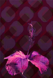 Hibiscus3, 2019