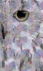 Coruja3 (digital)