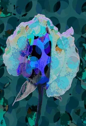 Rosa de Chá 5B (digital)
