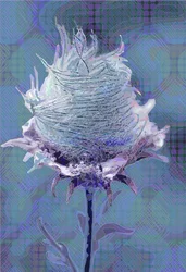Wood Avens4, 2019