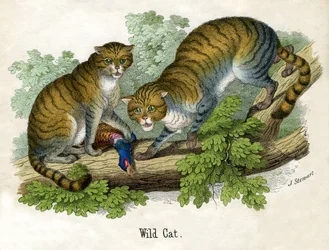 Antique Print of Two Bobcats