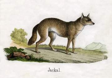 Impressão Antiga de um Chacal
