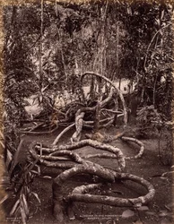 Um Creeper nos Jardins de Peradeniya, Ceilão
