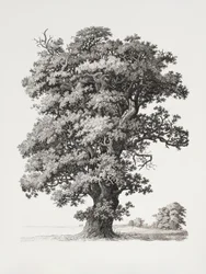Estudos de árvores: «After Nature» no contexto do desenho paisagístico