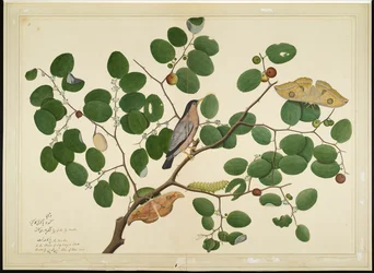 Estorninho-brâmane com duas traças Antheraea, lagarta e casulo numa árvore de jujuba-indiana, fólio de uma série encomendada por Lady Impey, 1777