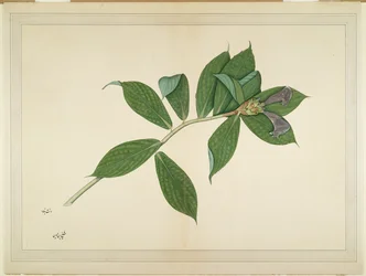 Planta de gengibre crespo, fólio de uma série encomendada por Lady Impey, c. 1780