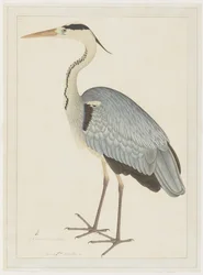 Garça-real cinzenta, folha de uma série encomendada por Lady Impey, c.1780-82