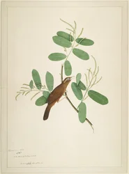 Hwamei no ramo Terminalia, folha de uma série encomendada por Lady Impey, 1780