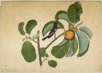 Chama-oriental com uma esperança e uma cigarrinha num ramo de maçã-de-elefante, folha de uma série encomendada por Lady Impey, 1778