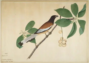 Dendrocitta-ruiva e lagarta num ramo, fólio de uma série encomendada por Lady Impey, 1777
