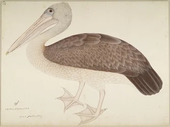 Pelicano-de-bico-malhado, fólio de uma série encomendada por Lady Impey, c. 1780-82