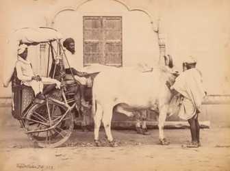 Carro de boi, Delhi