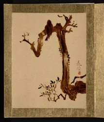Krähe auf Baum