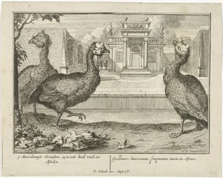 Pintada
3 American Fowl, são também muito comuns em África (...) (título sobre o objecto)