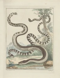 Serpentes de cauda chata
