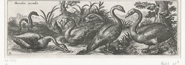 cisnes Pássaros e insetos (título da série)