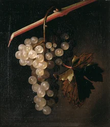 Um cacho de uvas penduradas em um muro de pedra, 1709