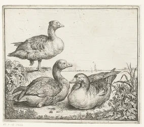 três gansos Animais diferentes (título da série) Kite Bugs (título da série)