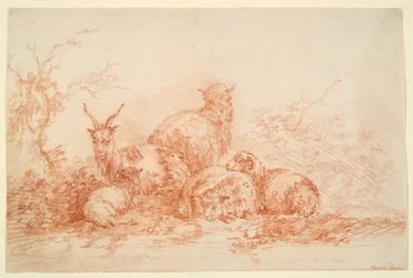 Descanso de ovelhas e cabras