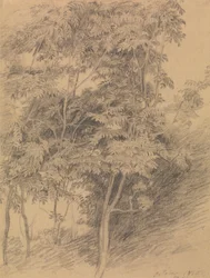 Estudo das árvores