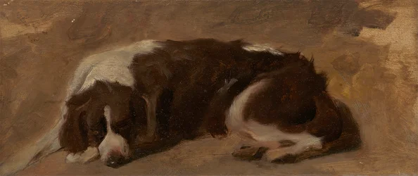 Um Spaniel deitado