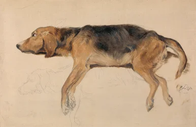 Estudo de um cão deitado