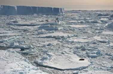 Foca-de-Weddell, Leptonychotes weddellii, a descansar perto de icebergues tabulares. Antárctica, 2022 (foto)