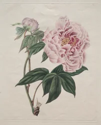 Peônia chinesa (Paeonia suffruticosa)